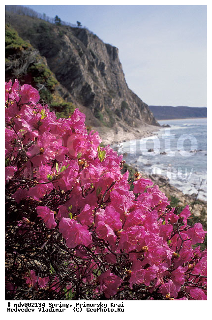 ��������, �����, ������� ����, �����, ������