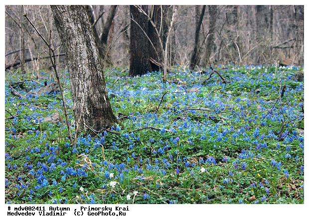 ��������, ������� ����, �����, �����, ������