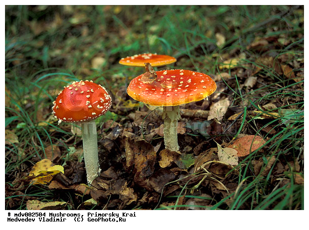 ��������, ����, �����