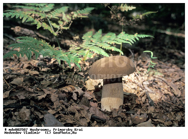 ��������, ����, �����