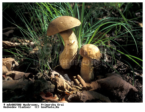 ��������, ����, �����