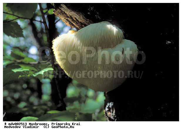 ��������, ����, �����