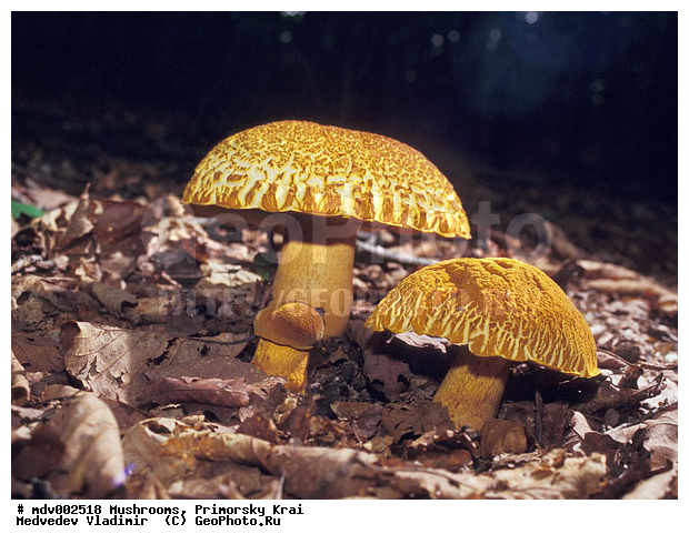 ��������, ����, �����