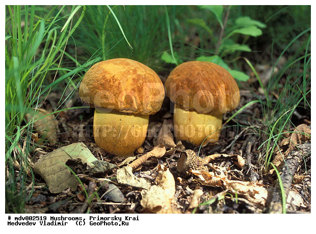 ��������, ����, �����