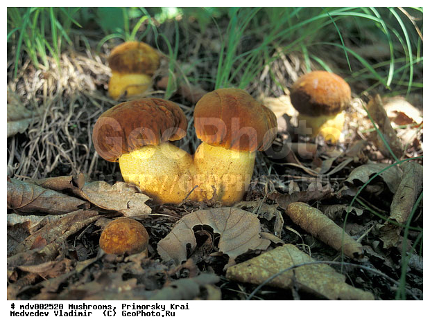 ��������, ����, �����