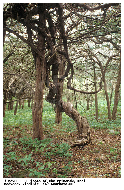 ��������, ��������, �����, ���������� ����, ������� ������, ������, ��������, �����, ������ ��������, ���������� ��������, ������������ ��������, ������������ ��������, �����, �����, ����������� ��������, �����������, �����������, �����������, ������������ ��������, ������������ ��������, ������������, XYZ, ������������, Actinidiaceae, ��������� ������, ��������� �������, ������ �������, ��������� ������, Actinidia arguta