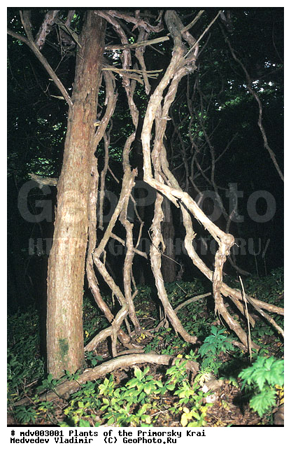 ��������, ��������, �����, ���������� ����, ������� ������, ������, ��������, �����, ������ ��������, ���������� ��������, ������������ ��������, ������������ ��������, �����, �����, ����������� ��������, �����������, �����������, �����������, ������������ ��������, ������������ ��������, ������������, XYZ, ������������, Actinidiaceae, ��������� ������, ��������� �������, ������ �������, ��������� ������, Actinidia arguta