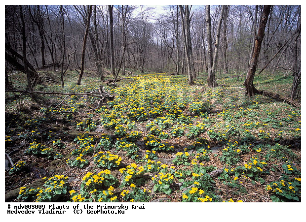 ��������, ��������, �����, ���������� ����, ������� ������, ������, ��������, �����, ������ ��������, ���������� ��������, ������������ ��������, ������������ ��������, ����������� ��������, �����, ����������� ��������, �����, ����������� ��������, �����������, �����������, ������������ ��������, ������������ ��������, ������������, ������������, ������������, �����������, ������, �����, XYZ, ���������, Ranunculaceae, ��������� ������, Caltha silvestris