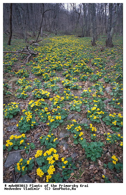 ��������, ��������, �����, ���������� ����, ������� ������, ������, ��������, �����, ������ ��������, ���������� ��������, ������������ ��������, ������������ ��������, ����������� ��������, �����, ����������� ��������, �����, ����������� ��������, �����������, �����������, ������������ ��������, ������������ ��������, ������������, ������������, ������������, �����������, ������, �����, XYZ, ���������, Ranunculaceae, ��������� ������, Caltha silvestris