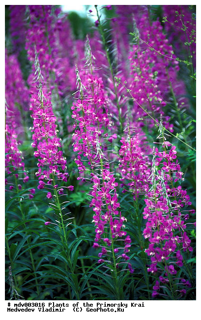 ��������, ��������, �����, ���������� ����, ������� ������, ������, ��������, �����, ������ ��������, ���������� ��������, ������������ ��������, ������������ ��������, ����������� ��������, �����, ����������� ��������, �����, ����������� ��������, �����������, �����������, ������������ ��������, ������������ ��������, ������������, ������������, ������������, �����������, ������, �����, XYZ, ���������, ���������, ������������, Onagraceae, ����-��� �����������, ����-��� ������������, ������ �����������, �������� �����������, Chamaenerion angustifolium, Chamerion angustifolium, Epilobium angustifolium