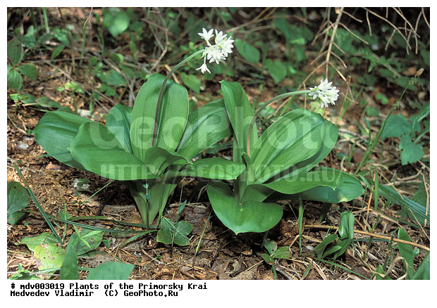 ��������, ��������, �����, ���������� ����, ������� ������, ������, ��������, �����, ������ ��������, ���������� ��������, ������������ ��������, ������������ ��������, ����������� ��������, �����, ����������� ��������, �����, ����������� ��������, �����������, �����������, �����������, ������������ ��������, ������������ ��������, ������������, ������������, ������, �����, XYZ, ���������� ��������, Convallariaceae, Liliaceae, ��������� ������, Clintonia udensis