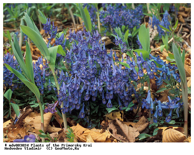 ��������, ��������, �����, ���������� ����, ������� ������, ������, ��������, �����, ������ ��������, ���������� ��������, ����������� ��������, �����, ����������� ��������, �����, ����������� ��������, �����������, �����������, ������������ ��������, ������������ ��������, ������������, ������������, ������������, �����������, ������, �����, XYZ, ����������, Fumariaceae, �������, Papaveraceae, �������� ������������, �������� ����������, ����� ���������, Corydalis ambigua, Pistolochia ambigua, ������������ ��������, ������������ ��������