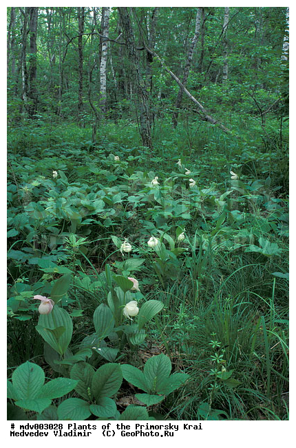 ��������, ��������, �����, ������, ������ ��������, �����, ���������� ��������, ������������ ��������, ������������ ��������, ������, �����, XYZ, ��������, ������������, �������, Orchidaceae, ������� �������� ���������������, �������� ���������������, �������� �������������, �������� ��������, ��������� ��������, ������� ����������, Cypripedium macranthon, Cypripedium macranthos, Cypripedium macranthum, ������������ ��������, ������������ ��������