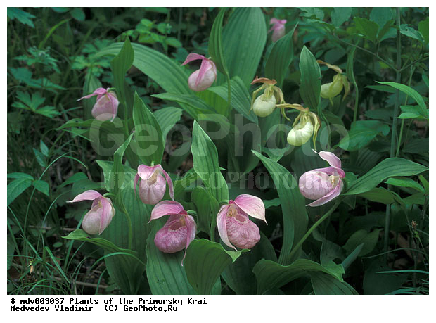 ��������, ��������, �����, ������, ������ ��������, �����, ���������� ��������, ������������ ��������, ������������ ��������, ������, �����, XYZ, ��������, ������������, �������, Orchidaceae, ������� �������� ���������������, �������� ���������������, �������� �������������, �������� ��������, ��������� ��������, ������� ����������, Cypripedium macranthon, Cypripedium macranthos, Cypripedium macranthum, ������������ ��������, ������������ ��������