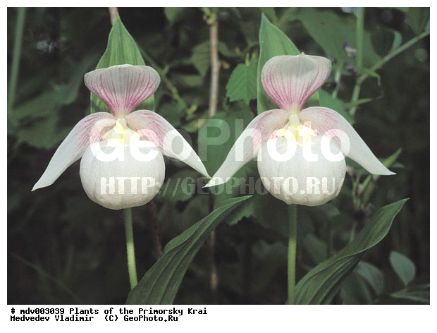 ��������, ������, ����, ����, ��������, ���������, �����, ������, ������ ��������, �����, ���������� ��������, ������������ ��������, ������������ ��������, ������, �����, XYZ, ��������, ������������, �������, Orchidaceae, ������� �������� ���������������, �������� ���������������, �������� �������������, �������� ��������, ��������� ��������, ������� ����������, Cypripedium macranthon, Cypripedium macranthos, Cypripedium macranthum, ������������ ��������, ������������ ��������