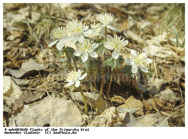 ��������, ��������, �����, ���������� ����, ������� ������, ������, ��������, �����, ������ ��������, ���������� ��������, ������������ ��������, ������������ ��������, ����������� ��������, �����, ����������� ��������, �����, ����������� ��������, �����������, �����������, �����������, ������������ ��������, ������������ ��������, ������������, ������������, ������, �����, XYZ, ���������, Ranunculaceae, ������������ ���������, ������������ ����������, �������� ���������, ������� ��������� �������� ����������, ������� ����������, Shibateranthis stellata, Eranthis stellata, Erantis stellata, Eranthis uncinata var. puberula