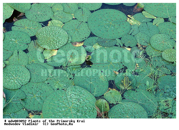 ��������, ��������, �����, ���������� ����, ������� ������, ������, ��������, �����, ������ ��������, ���������� ��������, ������������ ��������, ������������ ��������, ����������� ��������, �����, ����������� ��������, �����, ����������� ��������, �����������, �����������, ������������ ��������, ������������ ��������, ������������, ������������, ������������, �����������, ������, �����, XYZ, �����������, ���������, Nymphaeaceae, ������� �����������, Euryale ferox, ������ ��������, ������ ��������, ������