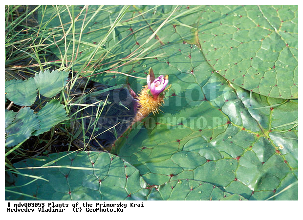 ��������, ��������, �����, ���������� ����, ������� ������, ������, ��������, �����, ������ ��������, ���������� ��������, ������������ ��������, ������������ ��������, ����������� ��������, �����, ����������� ��������, �����, ����������� ��������, �����������, �����������, ������������ ��������, ������������ ��������, ������������, ������������, ������������, �����������, ������, �����, XYZ, �����������, ���������, Nymphaeaceae, ������� �����������, Euryale ferox, ������ ��������, ������ ��������, ������