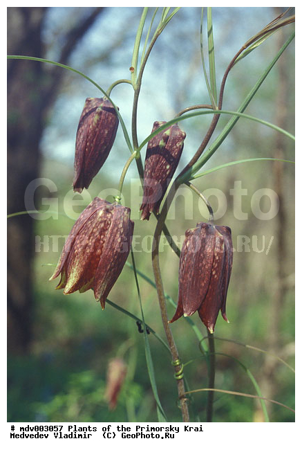 ��������, ��������, �����, ���������� ����, ������� ������, ������, ��������, �����, ������ ��������, ���������� ��������, ������������ ��������, ������������ ��������, ����������� ��������, �����, ����������� ��������, �����, ����������� ��������, �����������, �����������, �����������, ������������ ��������, ������������ ��������, ������������, ������������, ���������� ��������, ���������� ��������, ��������, ������, �����, XYZ, ��������, Liliaceae, ������ �����������, Fritillaria ussuriensis, Fritillaria ussuriensis f. lutosa