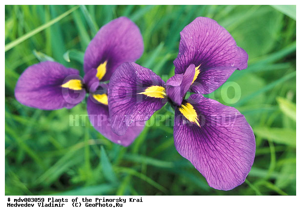 ��������, ������, ����, ����, ��������, ���������, �����, ���������� ����, ������� ������, ������, ��������, �����, ������ ��������, ���������� ��������, ������������ ��������, ������������ ��������, ������, �����, ����������� ��������, �����, ����������� ��������, �����, ����������� ��������, �����������, �����������, ������������ ��������, ������������ ��������, ������������, ������������, ������������, �����������, XYZ, ��������, �����������, Iridaceae, ���� �����������, ���� ����������, ������� �����������, ���������, ����������, Iris biglumis, Iris lactea, Iris ensata