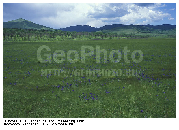 ��������, ���� ����������, ��������, �����, ���������� ����, ������� ������, ������, ��������, �����, ������ ��������, ���������� ��������, ������������ ��������, ������������ ��������, ������, �����, ����������� ��������, �����, ����������� ��������, �����, ����������� ��������, �����������, XYZ, ��������, �����������, Iridaceae, ���� �����������, ���� ����������, ������� �����������, ���������, ����������, Iris biglumis, Iris lactea, Iris ensata, ������������ ��������, ������������ ��������, ������������, ������������, ������������, �����������, ������������ ��������, ������������ ��������