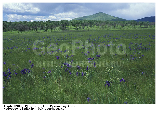 ��������, ��������, �����, ���������� ����, ������� ������, ������, ��������, �����, ������ ��������, ���������� ��������, ������������ ��������, ������������ ��������, ������, �����, ����������� ��������, �����, ����������� ��������, �����, ����������� ��������, �����������, �����������, ������������ ��������, ������������ ��������, ������������, ������������, ������������, �����������, XYZ, ��������, �����������, Iridaceae, ���� �����������, ���� ����������, ������� �����������, ���������, ����������, Iris biglumis, Iris lactea, Iris ensata, ������������ ��������, ������������ ��������