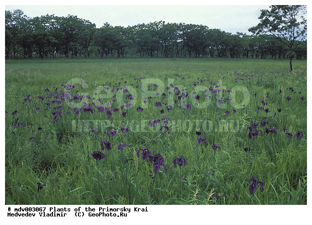 ��������, ��������, �����, ���������� ����, ������� ������, ������, ��������, �����, ������ ��������, ���������� ��������, ������������ ��������, ������������ ��������, ������, �����, ����������� ��������, �����, ����������� ��������, �����, ����������� ��������, �����������, �����������, ������������ ��������, ������������ ��������, ������������, ������������, ������������, �����������, XYZ, ��������, �����������, Iridaceae, ���� �����������, ���� ����������, ������� �����������, ���������, ����������, Iris biglumis, Iris lactea, Iris ensata, ������������ ��������, ������������ ��������