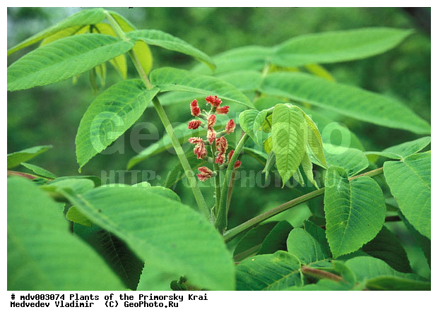 ��������, ��������, �����, ���������� ����, ������� ������, ������, ��������, �����, ������ ��������, ���������� ��������, ������������ ��������, ������������ ��������, ������, ����������� ��������, �����������, �����������, �����������, ������������ ��������, ������������ ��������, ������������, ������, �����, XYZ, ��������, Juglandaceae, ���� ������������, ������� ������������, Juglans mandshurica, Juglans cathayensis, Juglans cathayensis var. formosana, Juglans collapsa, Juglans draconis, Juglans formosana, Juglans stenocarpa