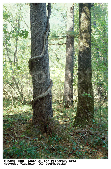 ��������, ��������, �����, ���������� ����, ������� ������, ������, ��������, �����, ������ ��������, ���������� ��������, ������������ ��������, ������������ ��������, ������, ����������� ��������, �����������, XYZ, ��������, Pinaceae, ����� ���������, ����� �������� ���������, ��������� ����, ������������ ����, ������������ �������� �����, Pinus koraiensis, Pinus mandschurica, Pinus prokoraiensis, ������, ������������ ��������, ������������ ��������
