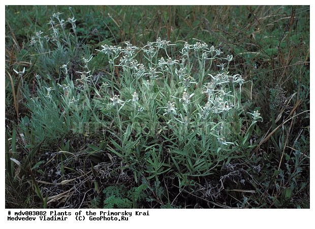 ��������, ��������, �����, ���������� ����, ������� ������, ������, ��������, �����, ������ ��������, ���������� ��������, ������������ ��������, ������������ ��������, ����������� ��������, �����, ����������� ��������, �����, ����������� ��������, �����������, �����������, �����������, ������������ ��������, ������������ ��������, ������������, ������������, ������, �����, XYZ, ��������, �������������, Asteraceae, Compositae, ��������� ����������������, ��������� ���������, ��������� ������-�����, ��������� ������-������, Leontopodium leontopodioides, Filago leontopodioides, Gnaphalium leontopodioides, Leontopodium sibiricum, Leontopodium ochroleucum