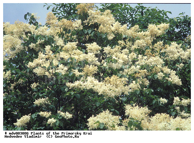 ��������, ��������, �����, ���������� ����, ������� ������, ������, ��������, �����, ������ ��������, ���������� ��������, ������������ ��������, ������������ ��������, ������, ���������, ����������, ����, �����, ����������� ��������, �����������, �����������, �����������, ������������ ��������, ������������ ��������, ������������, ������������, ������, �����, XYZ, ����������, ���������, Oleaceae, ������ ��������, ���������� ��������, ������� ��������, Syringa amurensis, Ligustrina amurensis, Syringa reticulata var. amurensis