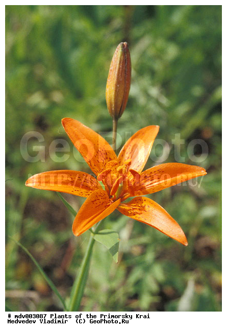 ����� ����, ��������, ��������, �����, ���������� ����, ������� ������, ������, ��������, �����, ������ ��������, ���������� ��������, ������������ ��������, ������������ ��������, ����������� ��������, �����, ����������� ��������, �����, ����������� ��������, �����������, �����������, �����������, ������������ ��������, ������������ ��������, ������������, ������������, ���������� ��������, ���������� ��������, ��������, ������, �����, XYZ, ��������, Liliaceae, ����� ����, ����� ��������, ����� ������������, ����� �����������, Lilium buschianum, Lilium concolor, Lilium pulchellum