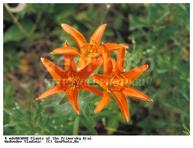 ��������, ��������, �����, ���������� ����, ������� ������, ������, ��������, �����, ������ ��������, ���������� ��������, ������������ ��������, ������������ ��������, ����������� ��������, �����, ����������� ��������, �����, ����������� ��������, �����������, �����������, �����������, ������������ ��������, ������������ ��������, ������������, ������������, ���������� ��������, ���������� ��������, ��������, ������, �����, XYZ, ��������, Liliaceae, ����� ����, ����� ��������, ����� ������������, ����� �����������, Lilium buschianum, Lilium concolor, Lilium pulchellum