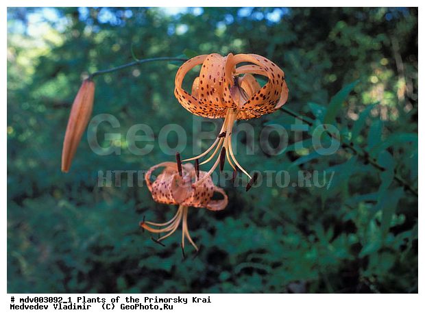 ��������, ��������, �����, ���������� ����, ������� ������, ������, ��������, �����, ������ ��������, ���������� ��������, ������������ ��������, ������������ ��������, ����������� ��������, �����, ����������� ��������, �����, ����������� ��������, �����������, �����������, �����������, ������������ ��������, ������������ ��������, ������������, ������������, ���������� ��������, ���������� ��������, ��������, ������, �����, XYZ, ��������, Liliaceae, ����� �������������, ����� ��������������, ����� �����������, Lilium pseudotigrinum, Lilium leichtlinii var. maximowiczii, Lilium leichtlinii f. pseudotigrinum, Lilium maximowiczii