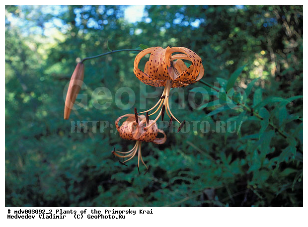 ��������, ��������, �����, ���������� ����, ������� ������, ������, ��������, �����, ������ ��������, ���������� ��������, ������������ ��������, ������������ ��������, ����������� ��������, �����, ����������� ��������, �����, ����������� ��������, �����������, �����������, �����������, ������������ ��������, ������������ ��������, ������������, ������������, ���������� ��������, ���������� ��������, ��������, ������, �����, XYZ, ��������, Liliaceae, ����� �������������, ����� ��������������, ����� �����������, Lilium pseudotigrinum, Lilium leichtlinii var. maximowiczii, Lilium leichtlinii f. pseudotigrinum, Lilium maximowiczii