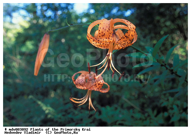 ��������, ��������, �����, ���������� ����, ������� ������, ������, ��������, �����, ������ ��������, ���������� ��������, ������������ ��������, ������������ ��������, ����������� ��������, �����, ����������� ��������, �����, ����������� ��������, �����������, �����������, �����������, ������������ ��������, ������������ ��������, ������������, ������������, ���������� ��������, ���������� ��������, ��������, ������, �����, XYZ, ��������, Liliaceae, ����� �������������, ����� ��������������, ����� �����������, Lilium pseudotigrinum, Lilium leichtlinii var. maximowiczii, Lilium leichtlinii f. pseudotigrinum, Lilium maximowiczii