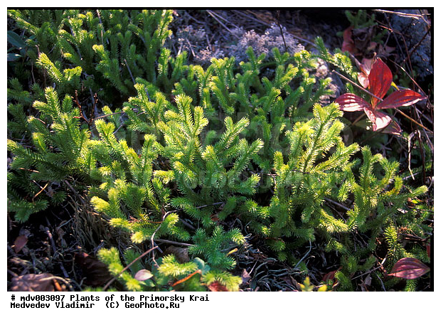 ��������, ��������, �����