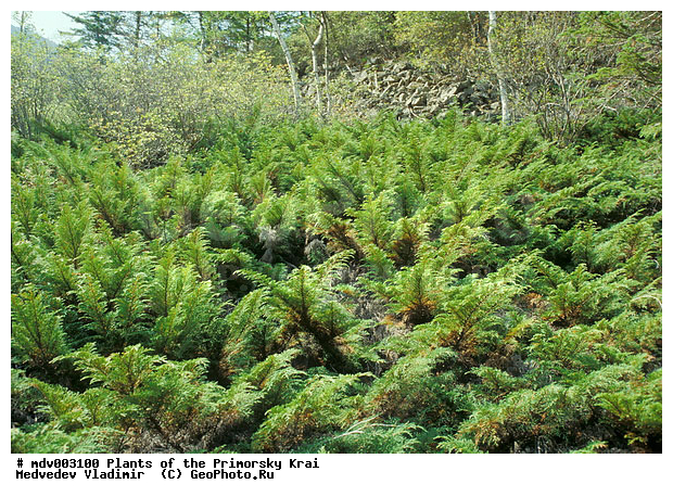 ��������, ��������, �����, ���������� ����, ������� ������, ������, ��������, �����, ������ ��������, ���������� ��������, ������������ ��������, ������������ ��������, ������, ����������� ��������, �����������, �����������, XYZ, �����������, Cupressaceae, ���������� ����������������, ���������� ����������-������, ���������� �����������������, ���������� �����������-������, Microbiota decussata