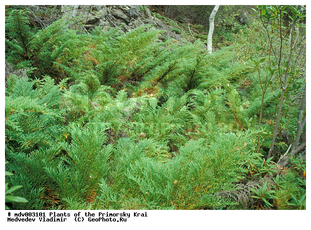 ��������, ��������, �����, ���������� ����, ������� ������, ������, ��������, �����, ������ ��������, ���������� ��������, ������������ ��������, ������������ ��������, ������, ����������� ��������, �����������, �����������, XYZ, �����������, Cupressaceae, ���������� ����������������, ���������� ����������-������, ���������� �����������������, ���������� �����������-������, Microbiota decussata