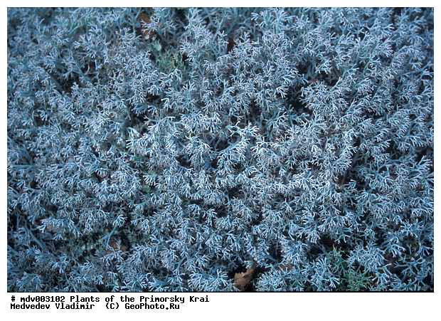 ��������, ��������, �����, ���������� ����, ������� ������, ������, ������ ��������, �����, ������������ ��������, ������������ ��������, XYZ, �����������, Cladoniaceae, �������� ������, Cladonia rangiferina