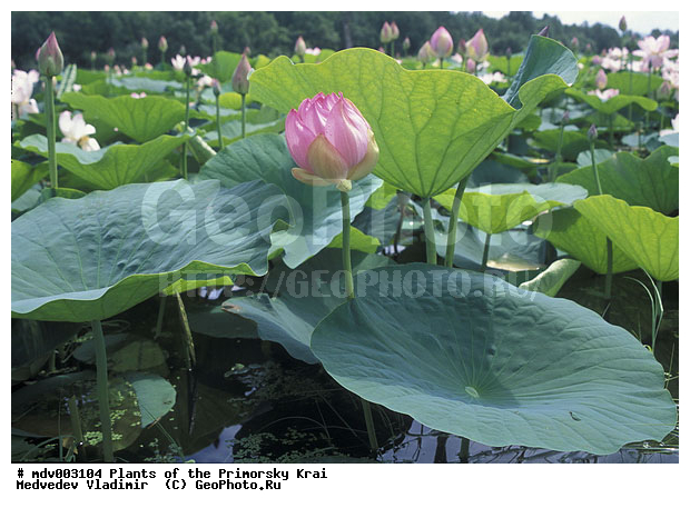 ��������, ��������, �����, ������, ������ ��������, �����, ���������� ��������, ������������ ��������, ������������ ��������, ������, �����, XYZ, ���������, Nelumbonaceae, ����� ��������, Nelumbo komarovii, ����� ����������, ����� �����������, ����� ���������, Nelumbo caspica, Nelumbo nucifera, ������������ ��������, ������������ ��������, ����������� ��������, �����, ����������� ��������, �����, ����������� ��������, �����������, �����������, ������������ ��������, ������������ ��������, ������������, ������������, ������������, �����������, ������ ��������, ������ ��������, ������