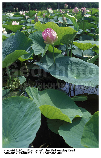 ����� ��������, ��������, �����, ����� �����, ��������, �����, ����� �����, ������, ������ ��������, �����, ���������� ��������, ������������ ��������, ������������ ��������, ������, �����, XYZ, ���������, Nelumbonaceae, ����� ��������, Nelumbo komarovii, ����� ����������, ����� �����������, ����� ���������, Nelumbo caspica, Nelumbo nucifera, ����������� ��������, �����, ����������� ��������, �����, ����������� ��������, �����������, �����������, ������������ ��������, ������������ ��������, ������������, ������������, ������������, �����������, ������ ��������, ������ ��������, ������