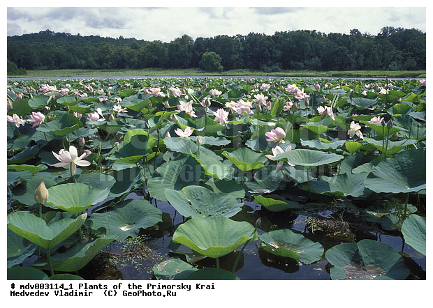 ��������, ��������, �����, ������, ������ ��������, �����, ���������� ��������, ������������ ��������, ������������ ��������, ������, �����, XYZ, ���������, Nelumbonaceae, ����� ��������, Nelumbo komarovii, ����� ����������, ����� �����������, ����� ���������, Nelumbo caspica, Nelumbo nucifera, ������������ ��������, ������������ ��������, ����������� ��������, �����, ����������� ��������, �����, ����������� ��������, �����������, �����������, ������������ ��������, ������������ ��������, ������������, ������������, ������������, �����������, ������ ��������, ������ ��������, ������