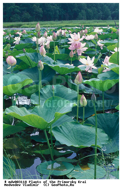 ����� ��������, ��������, �����, ����� �����, ��������, �����, ����� �����, ������, ������ ��������, �����, ���������� ��������, ������������ ��������, ������������ ��������, ������, �����, XYZ, ���������, Nelumbonaceae, ����� ��������, Nelumbo komarovii, ����� ����������, ����� �����������, ����� ���������, Nelumbo caspica, Nelumbo nucifera, ����������� ��������, �����, ����������� ��������, �����, ����������� ��������, �����������, �����������, ������������ ��������, ������������ ��������, ������������, ������������, ������������, �����������, ������ ��������, ������ ��������, ������