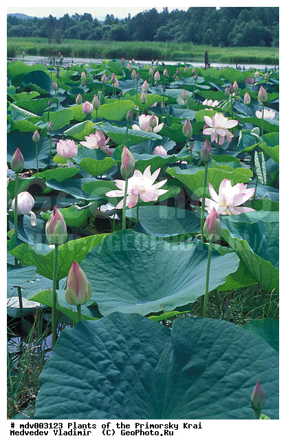 ����� ��������, ��������, �����, ����� �����, ��������, �����, ����� �����, ������, ������ ��������, �����, ���������� ��������, ������������ ��������, ������������ ��������, ������, �����, XYZ, ���������, Nelumbonaceae, ����� ��������, Nelumbo komarovii, ����� ����������, ����� �����������, ����� ���������, Nelumbo caspica, Nelumbo nucifera, ����������� ��������, �����, ����������� ��������, �����, ����������� ��������, �����������, �����������, ������������ ��������, ������������ ��������, ������������, ������������, ������������, �����������, ������ ��������, ������ ��������, ������