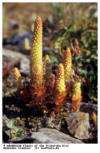 ��������, ��������, �����, ���������� ����, ������� ������, ������, ��������, �����, ������ ��������, ���������� ��������, ������������ ��������, ������������ ��������, ����������� ��������, �����, ����������� ��������, �����, ����������� ��������, �����������, �����������, �����������, ������������ ��������, ������������ ��������, ������������, ������������, ������, �����, XYZ, ������������, Crassulaceae, ������������� �������, Orostachys vyschinii