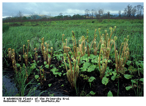 ��������, ��������, �����, ���������� ����, ������� ������, ������, ������ ��������, �����, ���������� ��������, ������������ ��������, ������������ ��������, XYZ, ������������, ����������, Osmundaceae, ����������� ���������, ������� ���������, ������� ��������, ������� ���������, ������� ��������, ����������� ��������, Osmundastrum asiaticum, Osmunda asiatica, Osmunda cinnamomea, Osmunda cinnamomea var. asiatica, Osmundastrum cinnamomeum