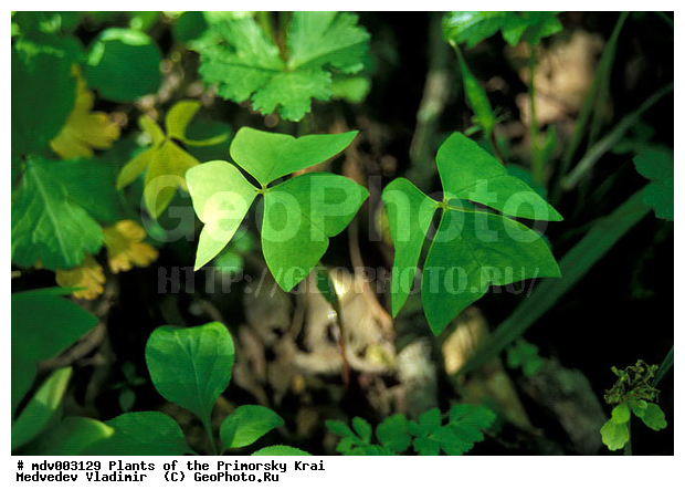 ��������, ������, ����, ����, ��������, ���������, �����, ���������� ����, ������� ������, ������, ��������, �����, ������ ��������, ���������� ��������, ������������ ��������, ������������ ��������, ����������� ��������, �����, ����������� ��������, �����, ����������� ��������, �����������, �����������, �����������, ������������ ��������, ������������ ��������, ������������, ������������, XYZ, ���������, Oxalidaceae, ������� ������������������, Oxalis obtriangulata, Acetosella obtriangulata, Oxalis japonica var. obtriangulata