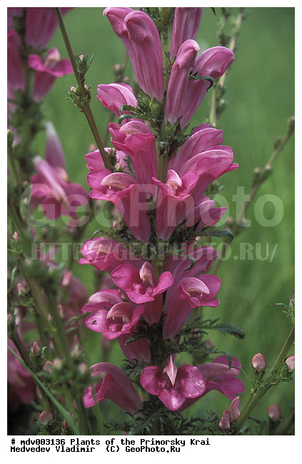 ��������, ��������, �����, ���������� ����, ������� ������, ������, ��������, �����, ������ ��������, ���������� ��������, ������������ ��������, ������������ ��������, ����������� ��������, �����, ����������� ��������, �����, ����������� ��������, �����������, �����������, �����������, ������������ ��������, ������������ ��������, ������������, ������������, ������, �����, XYZ, ������������, Scrophulariaceae, �����������, Orobanchaceae, ������ ���������������, Pedicularis grandiflora