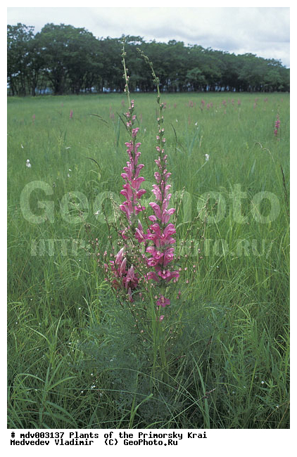 ��������, ��������, �����, ���������� ����, ������� ������, ������, ��������, �����, ������ ��������, ���������� ��������, ������������ ��������, ������������ ��������, ����������� ��������, �����, ����������� ��������, �����, ����������� ��������, �����������, �����������, �����������, ������������ ��������, ������������ ��������, ������������, ������������, ������, �����, XYZ, ������������, Scrophulariaceae, �����������, Orobanchaceae, ������ ���������������, Pedicularis grandiflora